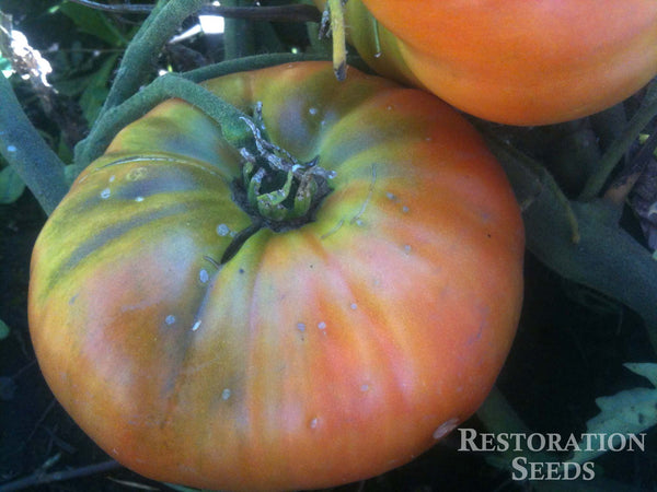 Granny Cantrell’s tomato image####