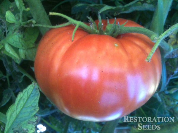 Granny Cantrell’s tomato image####