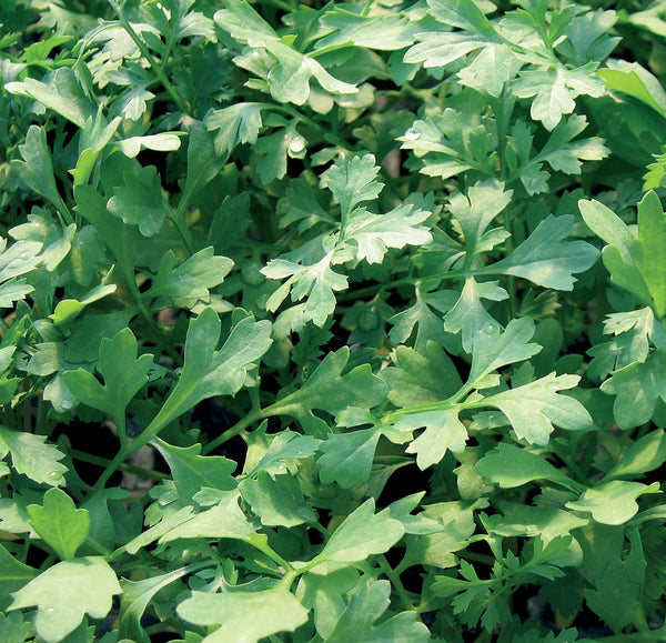 Greek garden cress