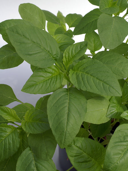 Green Calaloo chinese spinach image####