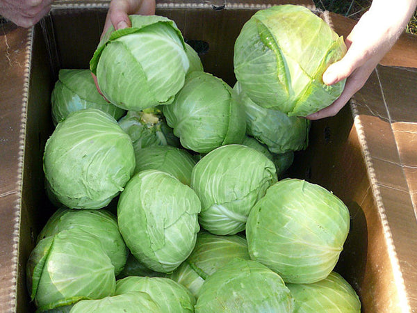 Green Columbia cabbage image####
