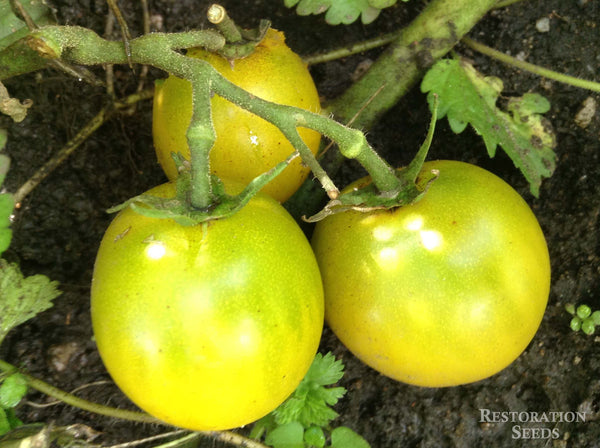 Green Grape tomato image####