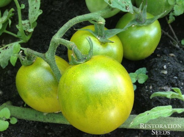 Green Grape tomato image####