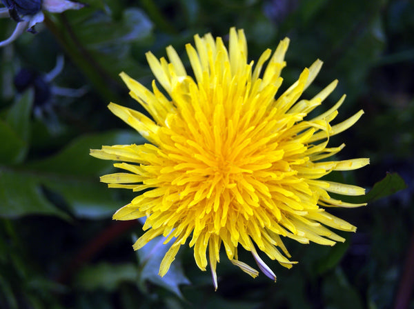 Greens dandelion image####