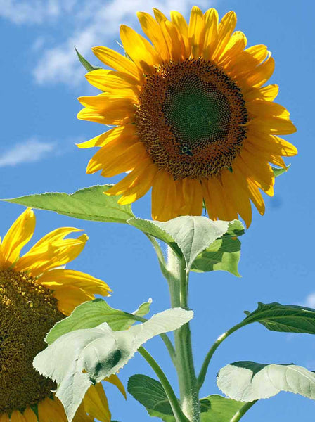 Giant Grey Stripe sunflower image####