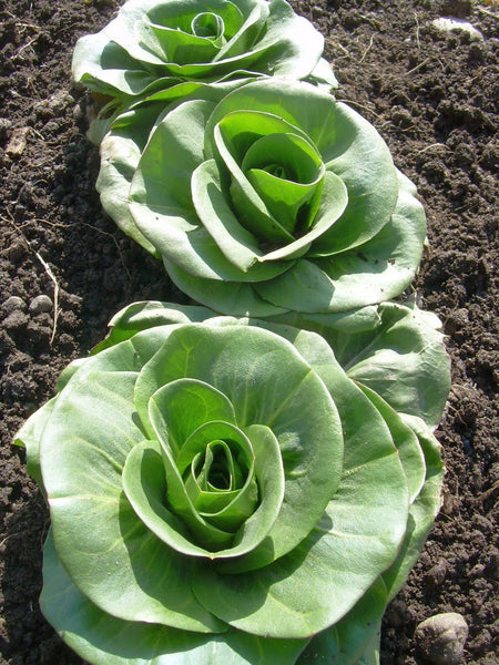 Grumolo radicchio, Organic