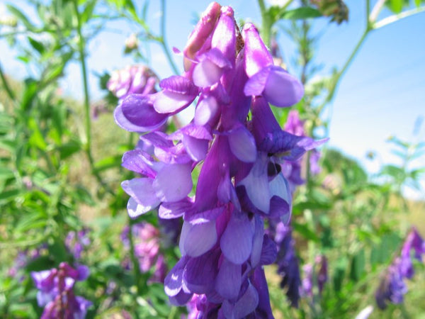 hairy vetch image##Photo: Kristian Peters##