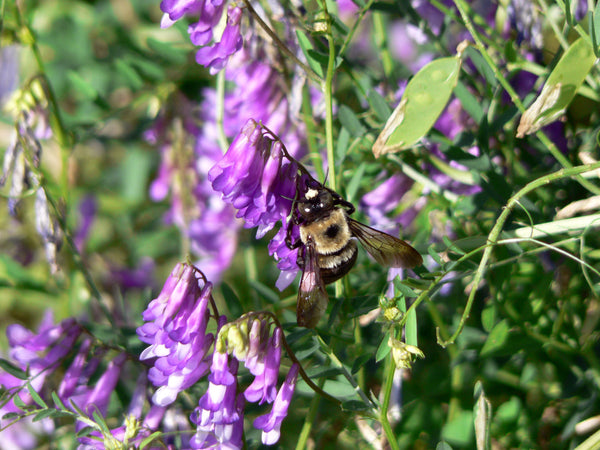 hairy vetch image####