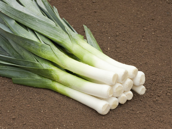 Haldor KS leek image####