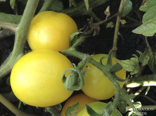Hartman's Yellow Goosebe tomato image####