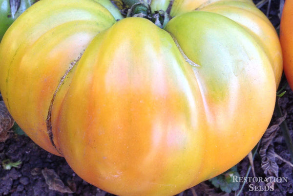 Hazel Mae tomato image####