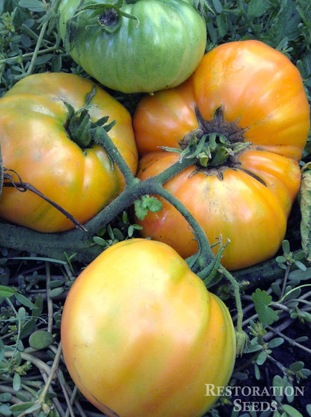 Hazel Mae tomato image####