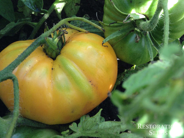 Hazel Mae tomato image####