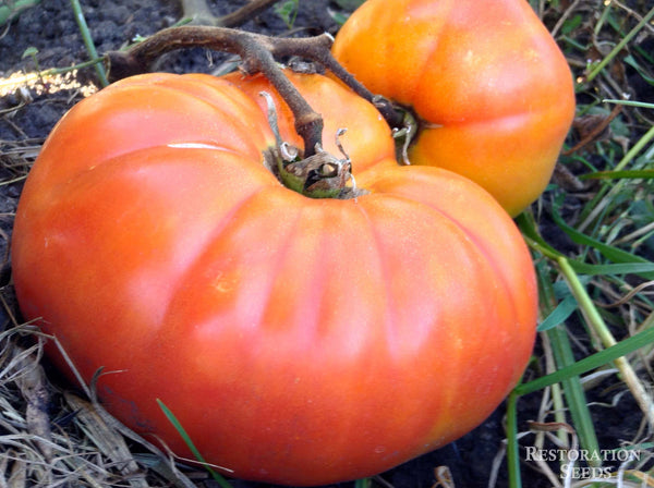 Hazel Mae tomato image####