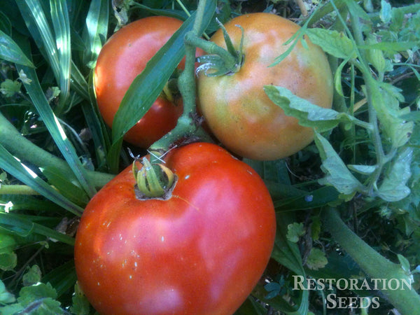 Heinz 1350 VF tomato image####