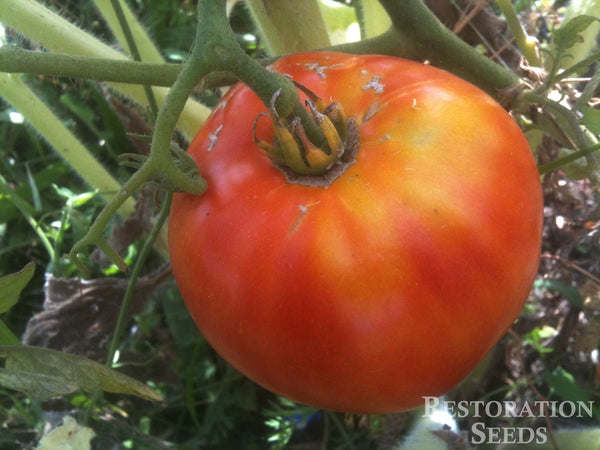 Heinz 1350 VF tomato image####