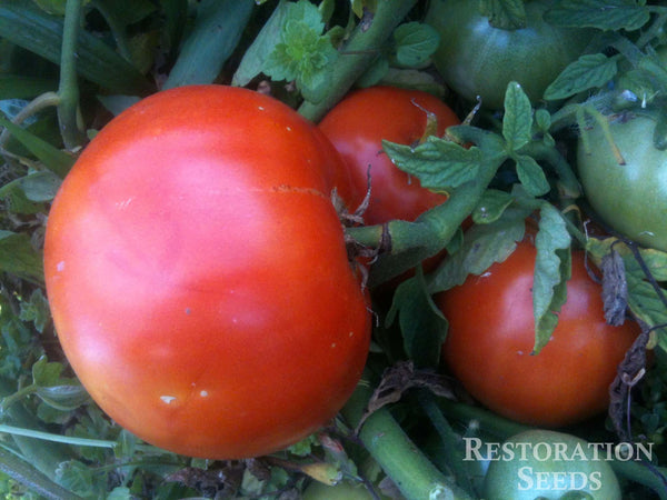 Heinz 1350 VF tomato image####