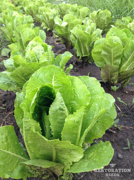 Helvius lettuce image####