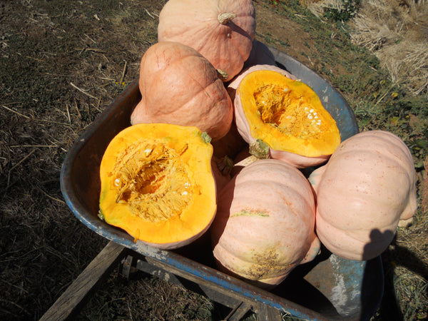 Hidatsa winter squash maxima image####