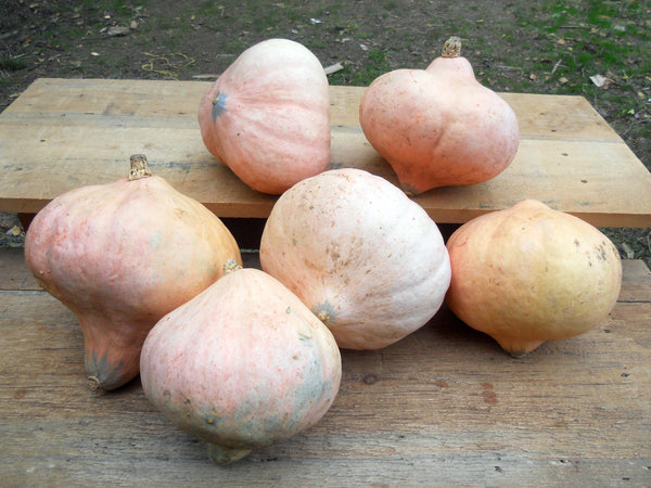 Hidatsa winter squash maxima image####