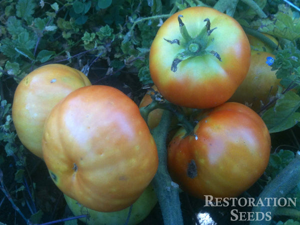 Hillbilly tomato image####