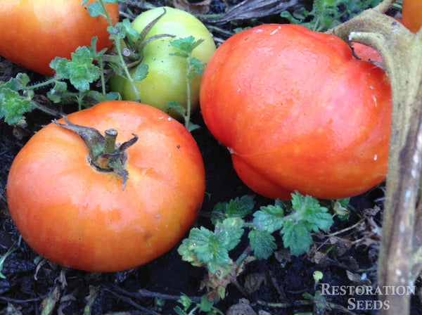 Hillbilly tomato image####