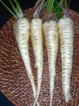 Hollow Crown parsnip image####