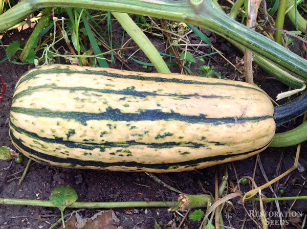 Honey Boat Delicata winter squash pepo image####