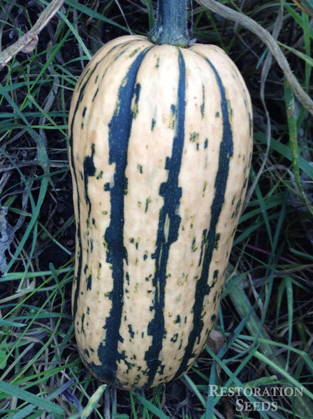 Honey Boat Delicata winter squash pepo image####