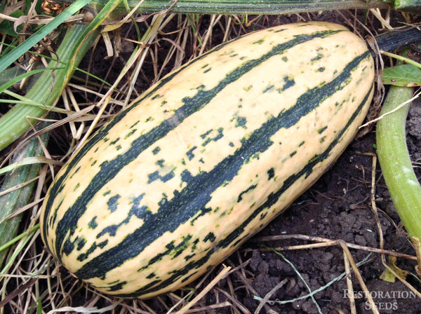 Honey Boat Delicata winter squash pepo image####