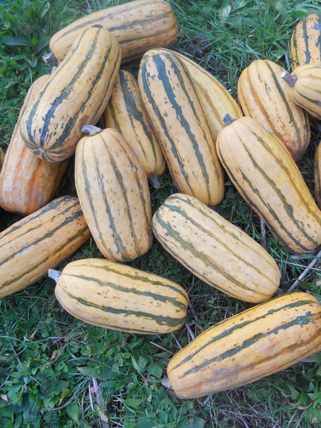 Honey Boat Delicata winter squash pepo image####