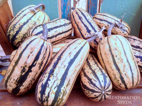 Honey Boat Delicata winter squash pepo image####