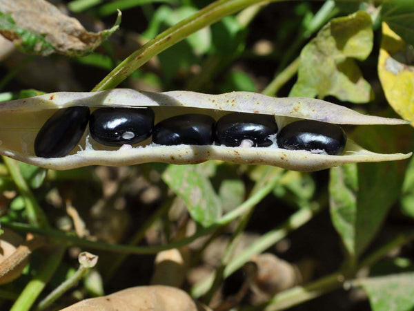 Hopi Black bean image####