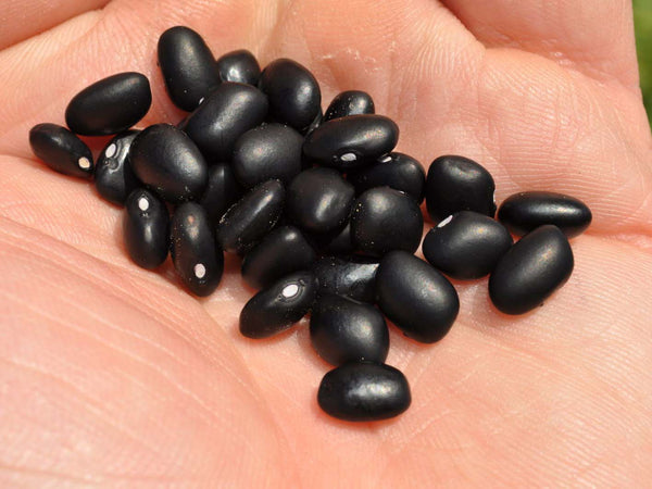 Hopi Black bean image####