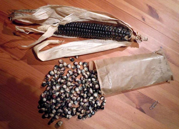 Hopi Blue corn, flour image####