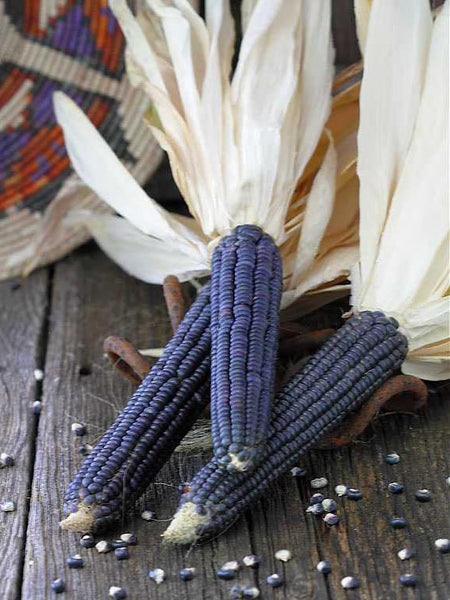 Hopi Blue corn, flour image####