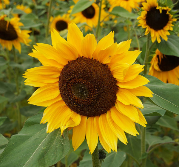 Hopi Black Dye sunflower