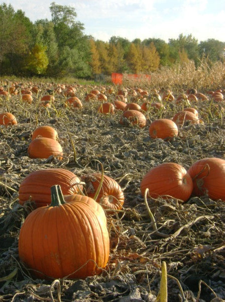 Howden Dakota pumpkin image####