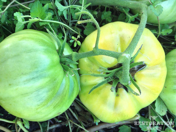 Hughs tomato image####