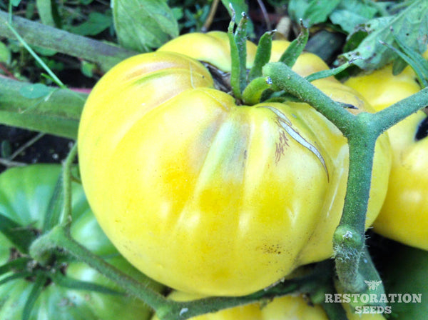 Hughs tomato image####