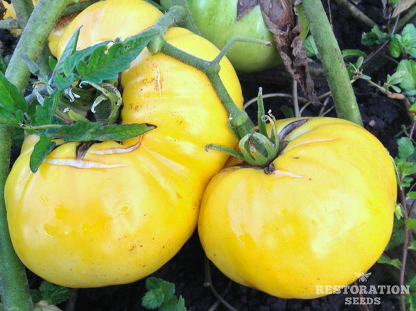 Hughs tomato image####