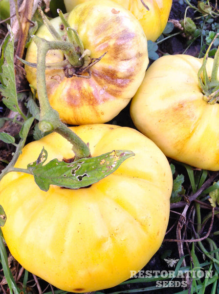Hughs tomato image####