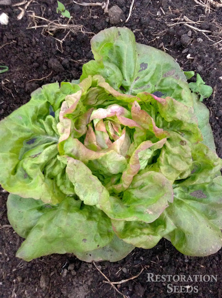 Hungarian Winter Pink lettuce image####