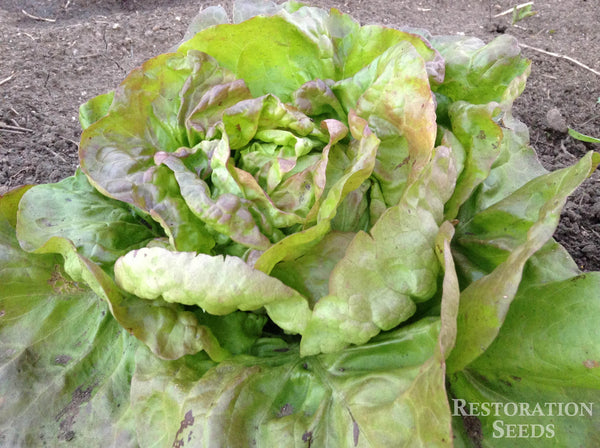 Hungarian Winter Pink lettuce image####