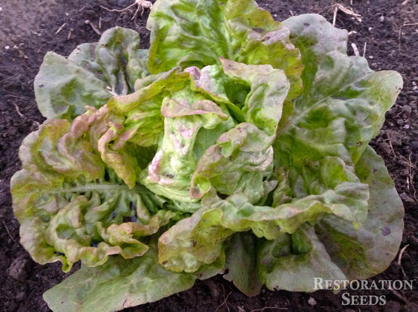 Hungarian Winter Pink lettuce image####