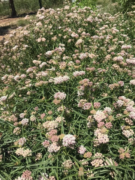 Milkweed, Narrowleaf