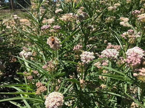 Milkweed, Narrowleaf