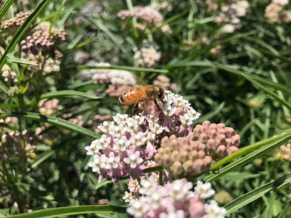 Milkweed, Narrowleaf