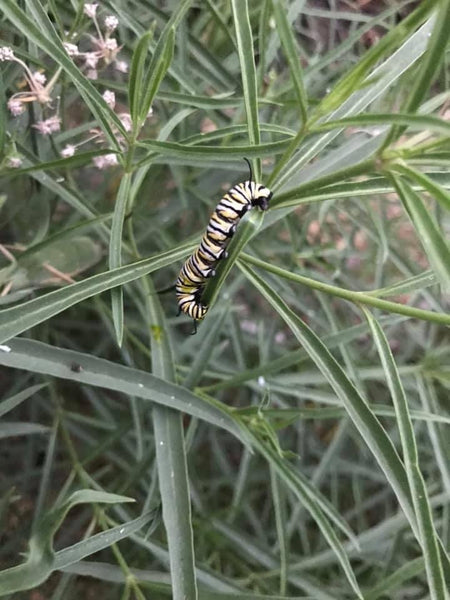 Milkweed, Narrowleaf