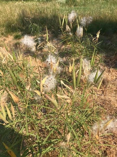 Milkweed, Narrowleaf